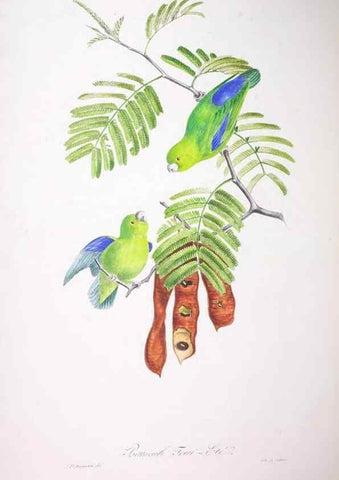 Reproducción/Reproduction 20552662040: Oiseaux brillans du Brésil.. Paris,1834.