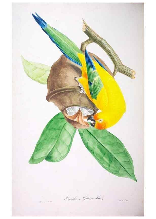Reproducción/Reproduction 20552665460: Oiseaux brillans du Brésil.. Paris,1834.