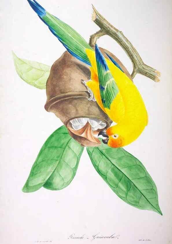 Reproducción/Reproduction 20552665460: Oiseaux brillans du Brésil.. Paris,1834.