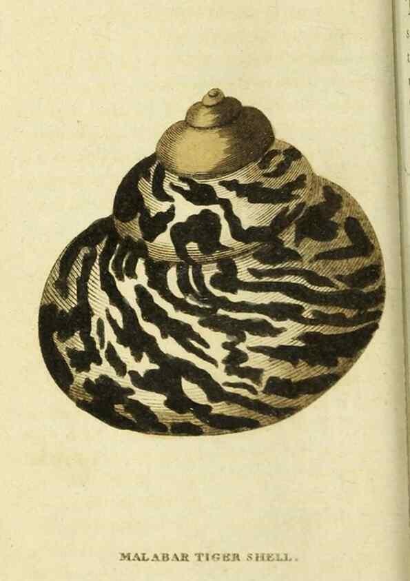 Reproducción/Reproduction 20151429865: The Naturalist's Pocket Magazine or compleat cabinet of the curiosities and beauties of nature.. London.
