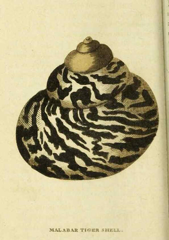 Reproducción/Reproduction 20151429865: The Naturalist's Pocket Magazine or compleat cabinet of the curiosities and beauties of nature.. London.