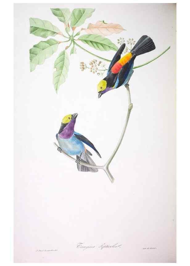 Reproducción/Reproduction 20552754240: Oiseaux brillans du Brésil.. Paris,1834.