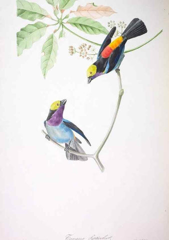 Reproducción/Reproduction 20552754240: Oiseaux brillans du Brésil.. Paris,1834.
