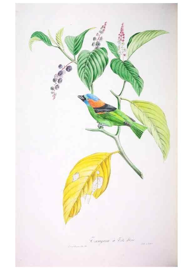 Reproducción/Reproduction 20747645561: Oiseaux brillans du Brésil.. Paris,1834.
