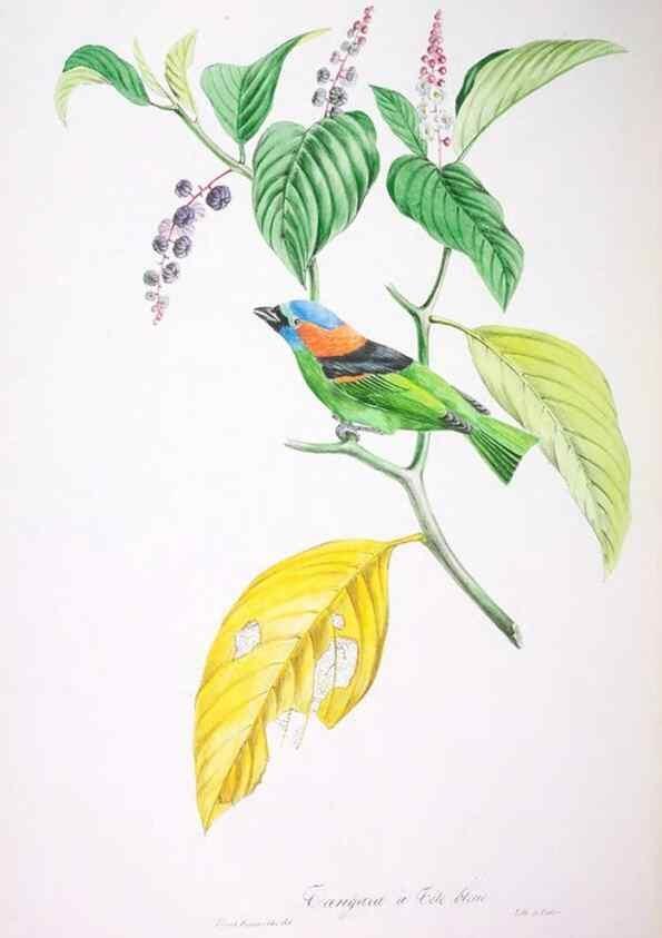 Reproducción/Reproduction 20747645561: Oiseaux brillans du Brésil.. Paris,1834.
