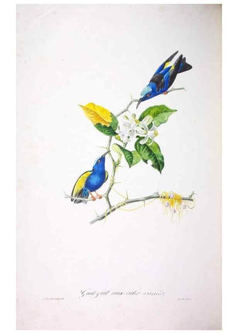 Reproducción/Reproduction 20731497642: Oiseaux brillans du Brésil.. Paris,1834.