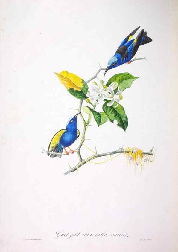 Reproducción/Reproduction 20731497642: Oiseaux brillans du Brésil.. Paris,1834.