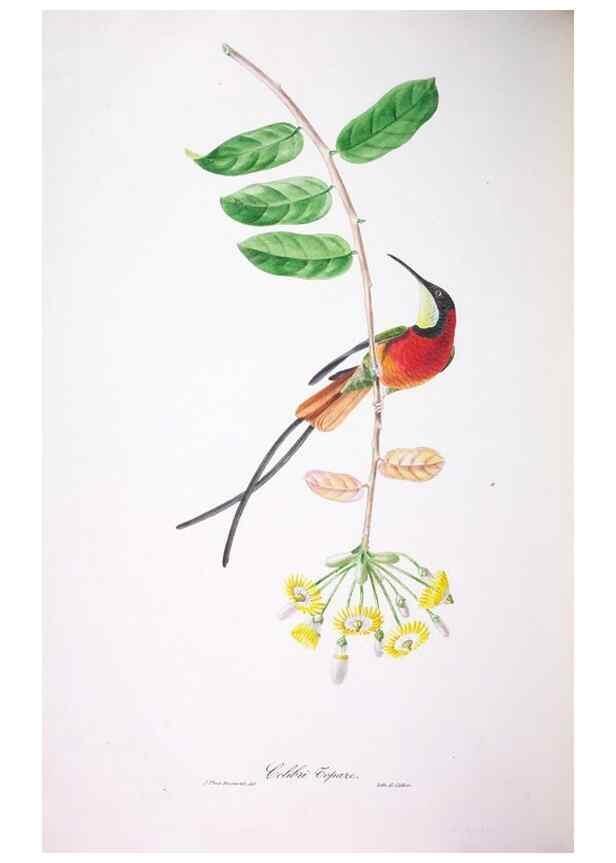 Reproducción/Reproduction 20740821675: Oiseaux brillans du Brésil.. Paris,1834.
