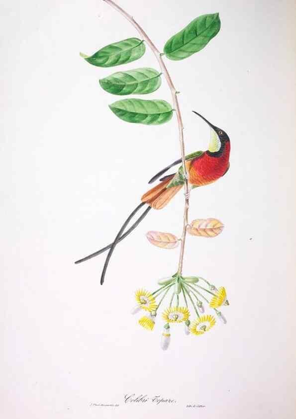 Reproducción/Reproduction 20740821675: Oiseaux brillans du Brésil.. Paris,1834.