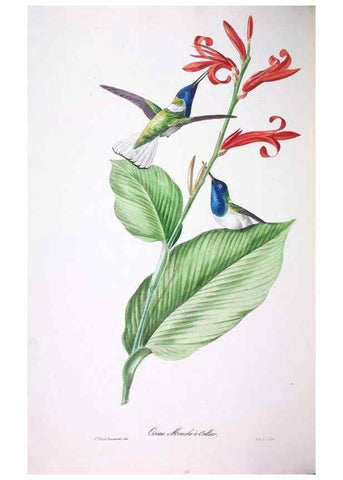 Reproducción/Reproduction 20731503842: Oiseaux brillans du Brésil.. Paris,1834.