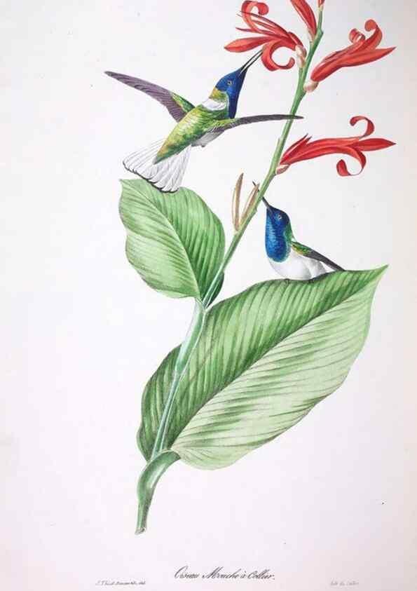 Reproducción/Reproduction 20731503842: Oiseaux brillans du Brésil.. Paris,1834.