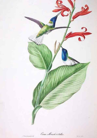 Reproducción/Reproduction 20731503842: Oiseaux brillans du Brésil.. Paris,1834.