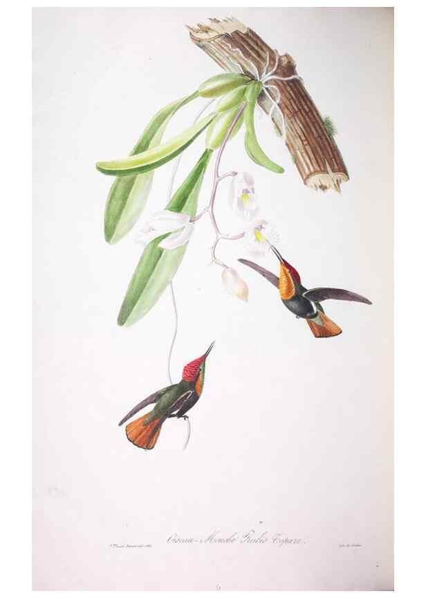 Reproducción/Reproduction 20552841550: Oiseaux brillans du Brésil.. Paris,1834.