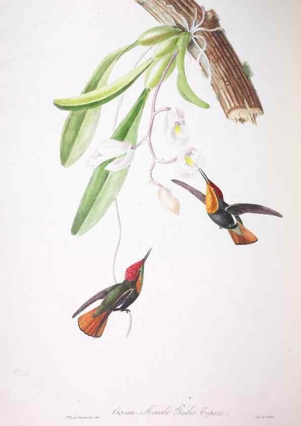 Reproducción/Reproduction 20552841550: Oiseaux brillans du Brésil.. Paris,1834.