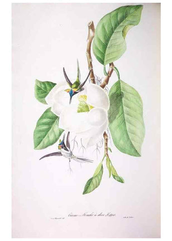 Reproducción/Reproduction 20554075589: Oiseaux brillans du Brésil.. Paris,1834.