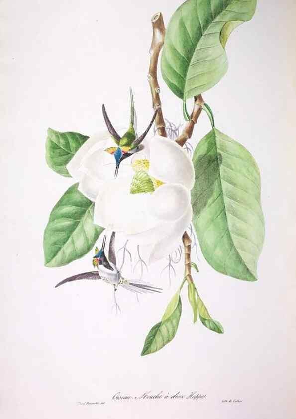 Reproducción/Reproduction 20554075589: Oiseaux brillans du Brésil.. Paris,1834.