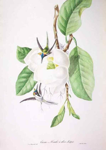 Reproducción/Reproduction 20554075589: Oiseaux brillans du Brésil.. Paris,1834.