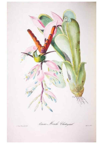 Reproducción/Reproduction 20554079399: Oiseaux brillans du Brésil.. Paris,1834.