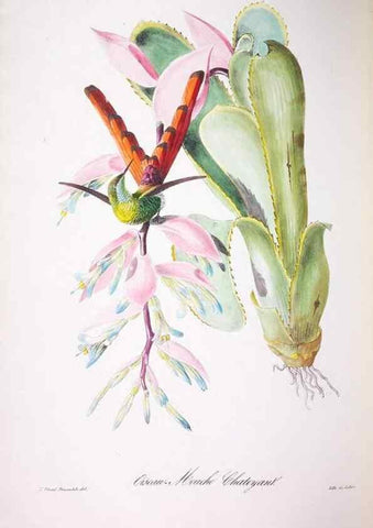 Reproducción/Reproduction 20554079399: Oiseaux brillans du Brésil.. Paris,1834.