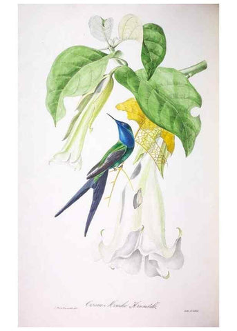 Reproducción/Reproduction 20731518852: Oiseaux brillans du Brésil.. Paris,1834.