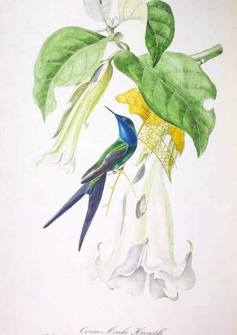 Reproducción/Reproduction 20731518852: Oiseaux brillans du Brésil.. Paris,1834.