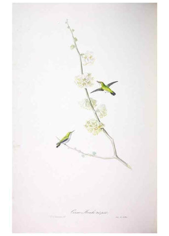 Reproducción/Reproduction 20119883083: Oiseaux brillans du Brésil.. Paris,1834.