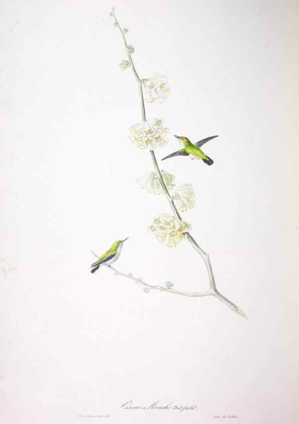 Reproducción/Reproduction 20119883083: Oiseaux brillans du Brésil.. Paris,1834.