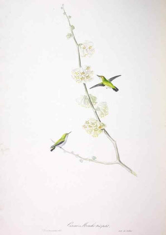 Reproducción/Reproduction 20119883083: Oiseaux brillans du Brésil.. Paris,1834.