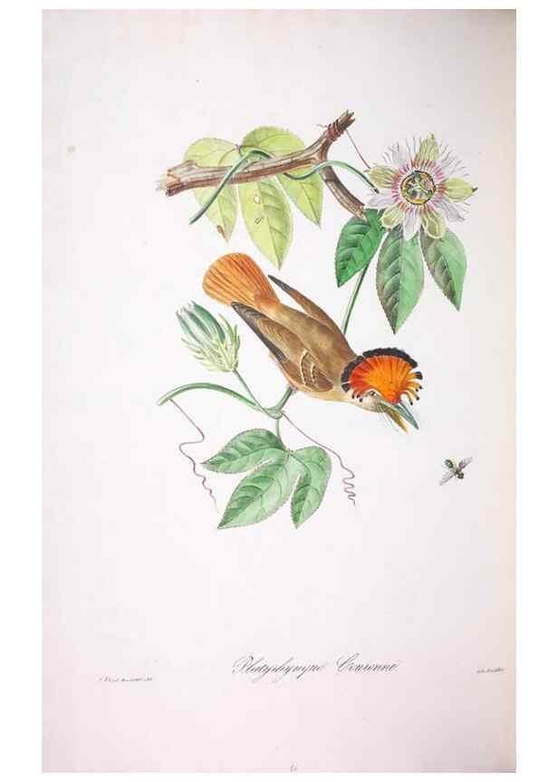 Reproducción/Reproduction 20714607446: Oiseaux brillans du Brésil.. Paris,1834.