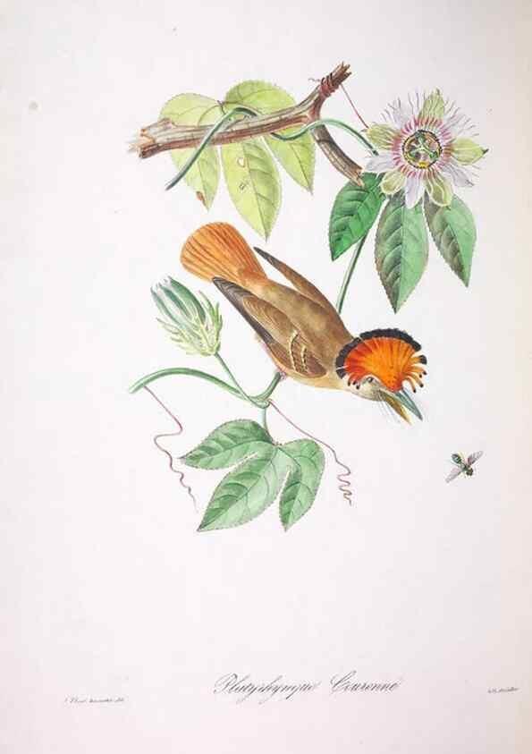 Reproducción/Reproduction 20714607446: Oiseaux brillans du Brésil.. Paris,1834.