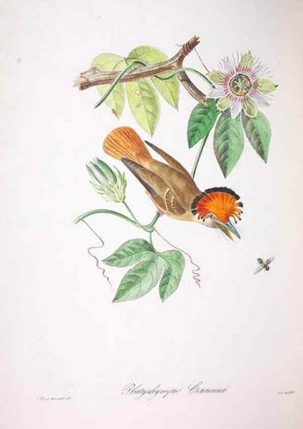 Reproducción/Reproduction 20714607446: Oiseaux brillans du Brésil.. Paris,1834.
