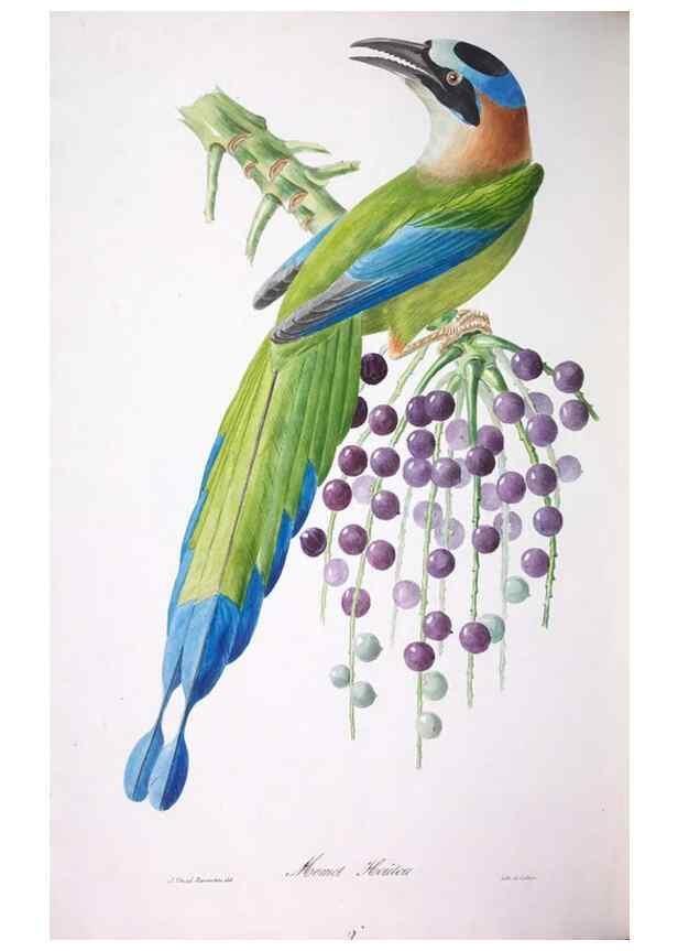 Reproducción/Reproduction 20740851475: Oiseaux brillans du Brésil.. Paris,1834.