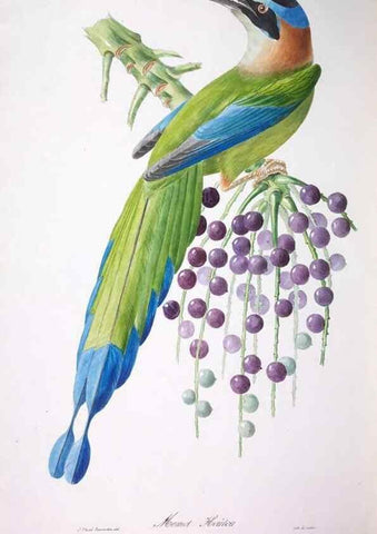 Reproducción/Reproduction 20740851475: Oiseaux brillans du Brésil.. Paris,1834.