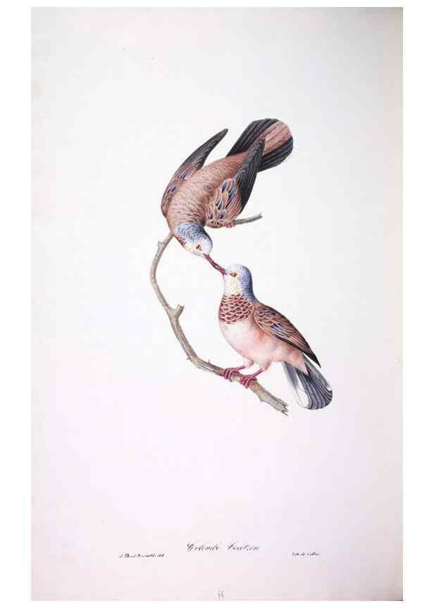 Reproducción/Reproduction 20747752371: Oiseaux brillans du Brésil.. Paris,1834.