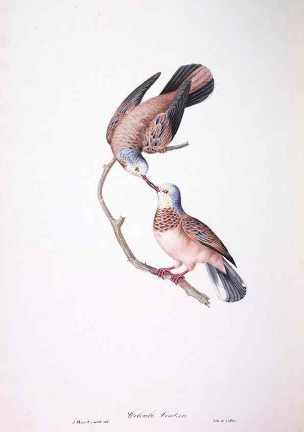 Reproducción/Reproduction 20747752371: Oiseaux brillans du Brésil.. Paris,1834.