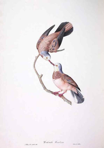Reproducción/Reproduction 20747752371: Oiseaux brillans du Brésil.. Paris,1834.