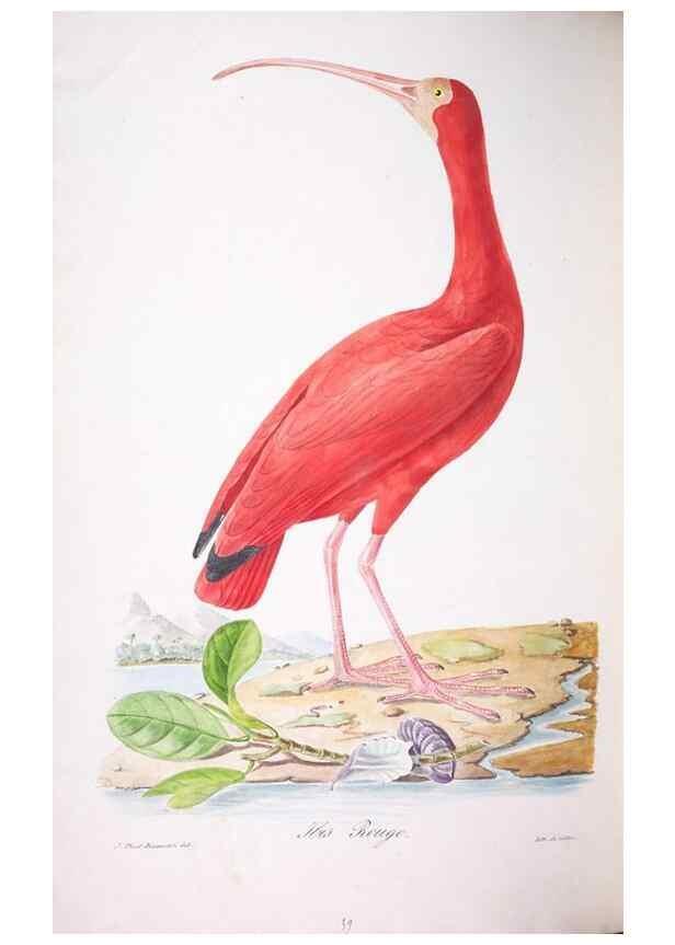 Reproducción/Reproduction 20714617736: Oiseaux brillans du Brésil.. Paris,1834.