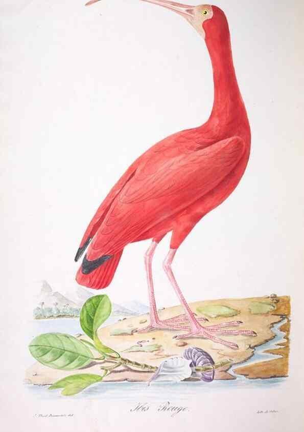 Reproducción/Reproduction 20714617736: Oiseaux brillans du Brésil.. Paris,1834.