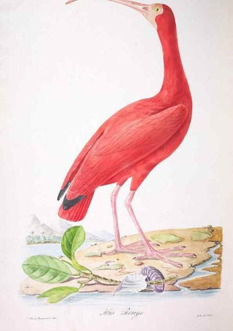 Reproducción/Reproduction 20714617736: Oiseaux brillans du Brésil.. Paris,1834.