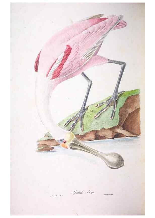 Reproducción/Reproduction 20747759951: Oiseaux brillans du Brésil.. Paris,1834.