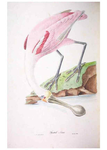 Reproducción/Reproduction 20747759951: Oiseaux brillans du Brésil.. Paris,1834.