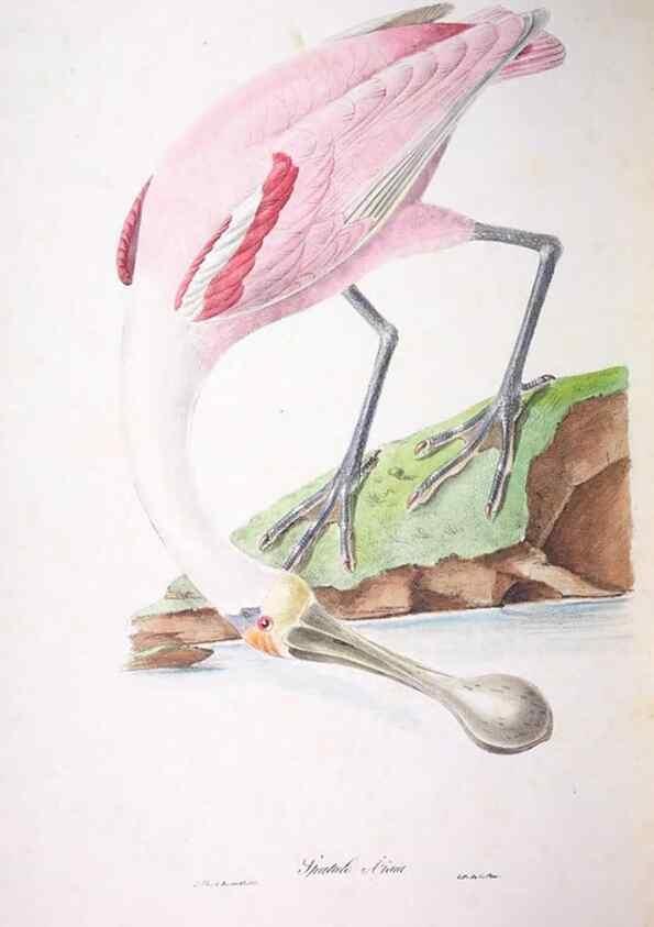 Reproducción/Reproduction 20747759951: Oiseaux brillans du Brésil.. Paris,1834.