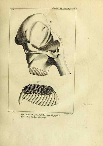 Reproducción/Reproduction 20853352070: Mémoires de l'Institut des Sciences et Arts.. Paris.