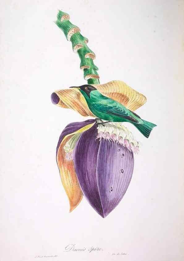 Reproducción/Reproduction 20552822618: Oiseaux brillans du Brésil.. Paris,1834.