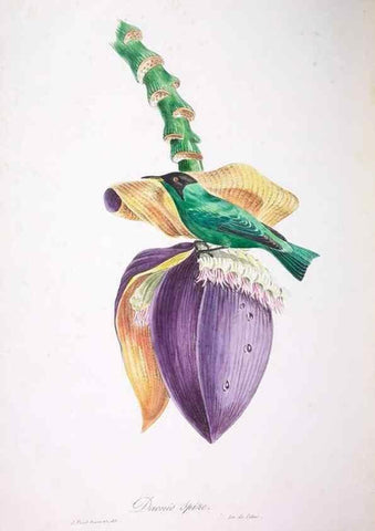 Reproducción/Reproduction 20552822618: Oiseaux brillans du Brésil.. Paris,1834.