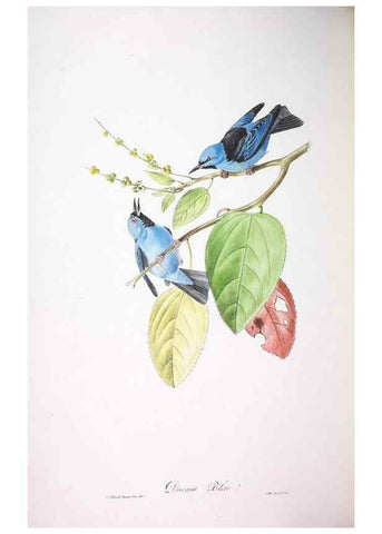 Reproducción/Reproduction 20554055139: Oiseaux brillans du Brésil.. Paris,1834.