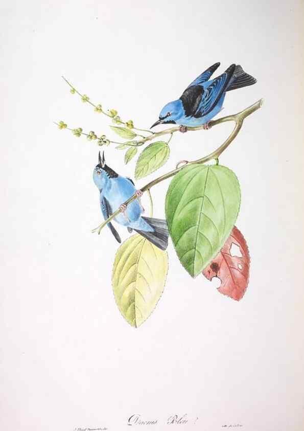 Reproducción/Reproduction 20554055139: Oiseaux brillans du Brésil.. Paris,1834.