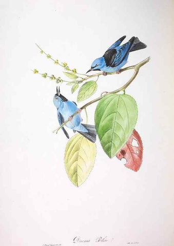 Reproducción/Reproduction 20554055139: Oiseaux brillans du Brésil.. Paris,1834.
