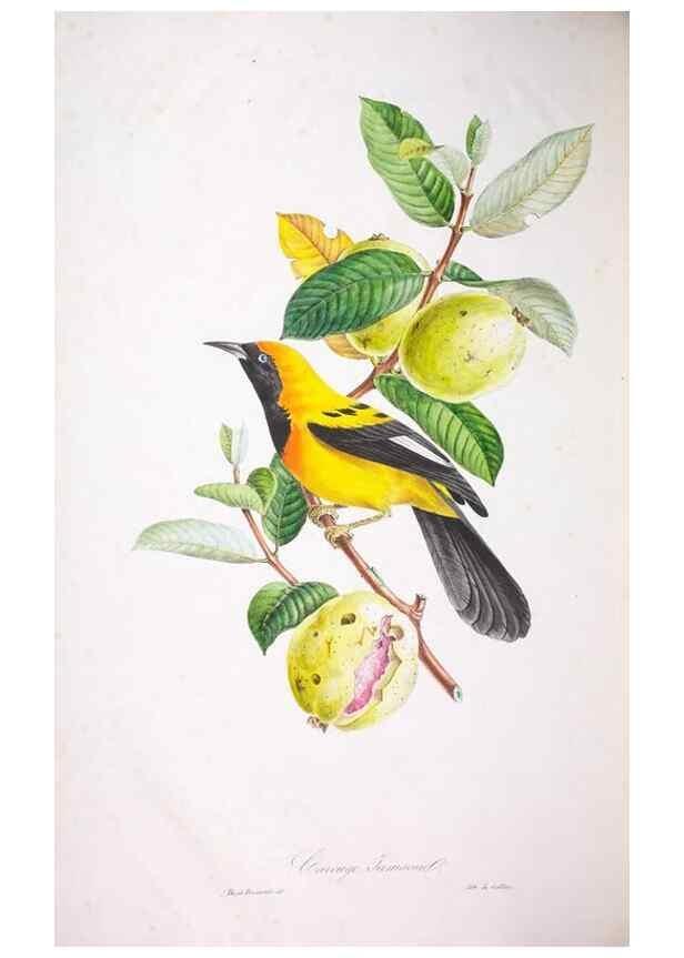 Reproducción/Reproduction 20554051439: Oiseaux brillans du Brésil.. Paris,1834.