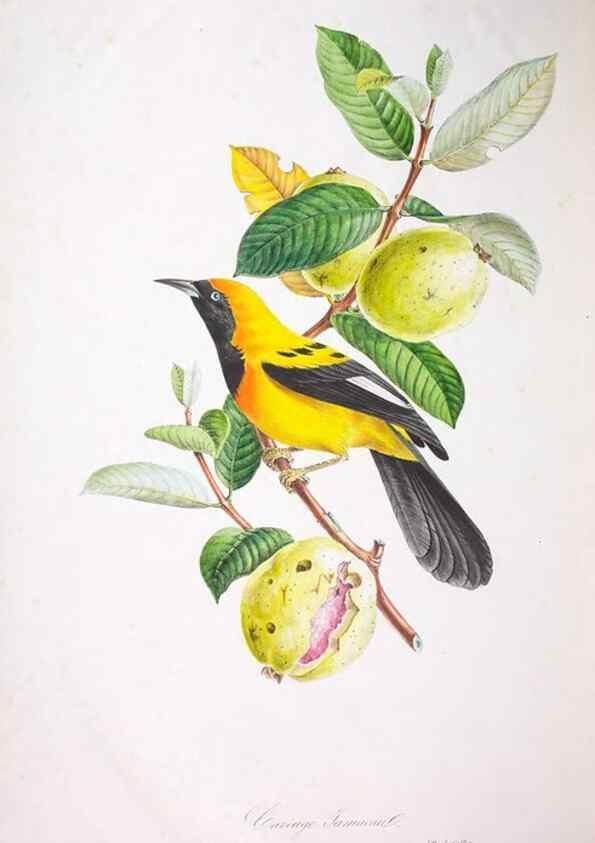 Reproducción/Reproduction 20554051439: Oiseaux brillans du Brésil.. Paris,1834.